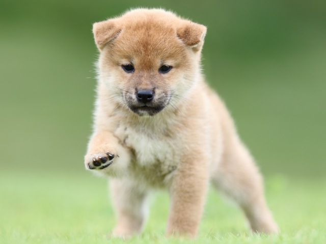 FP5A6638-puupy-shibainu FP5A6638-puupy-shibainu