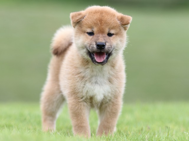 FP5A6670-puupy-shibainu FP5A6670-puupy-shibainu