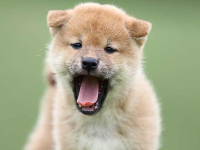 FP5A6673-puupy-shibainu FP5A6673-puupy-shibainu