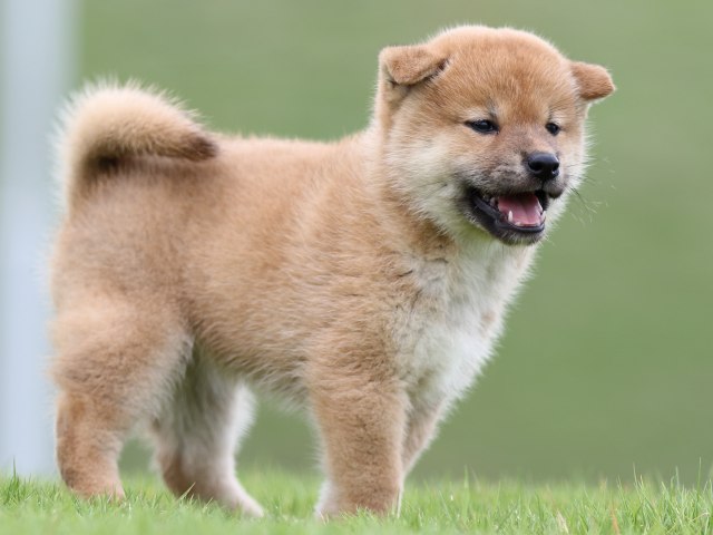 FP5A6707-puupy-shibainu FP5A6707-puupy-shibainu