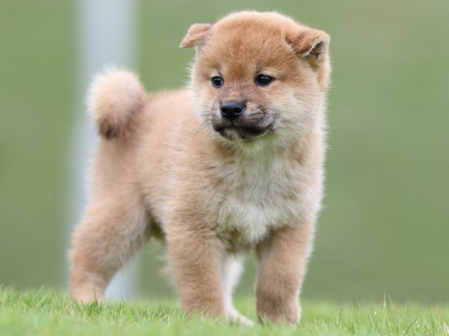 FP5A6710-puupy-shibainu FP5A6710-puupy-shibainu