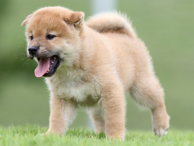 FP5A6724-puupy-shibainu FP5A6724-puupy-shibainu