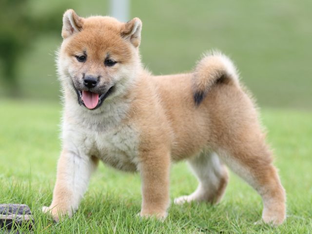 FP5A6736-puupy-shibainu FP5A6736-puupy-shibainu