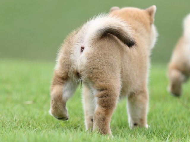 FP5A6743-puupy-shibainu FP5A6743-puupy-shibainu