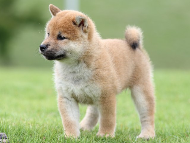 FP5A6749-puupy-shibainu FP5A6749-puupy-shibainu