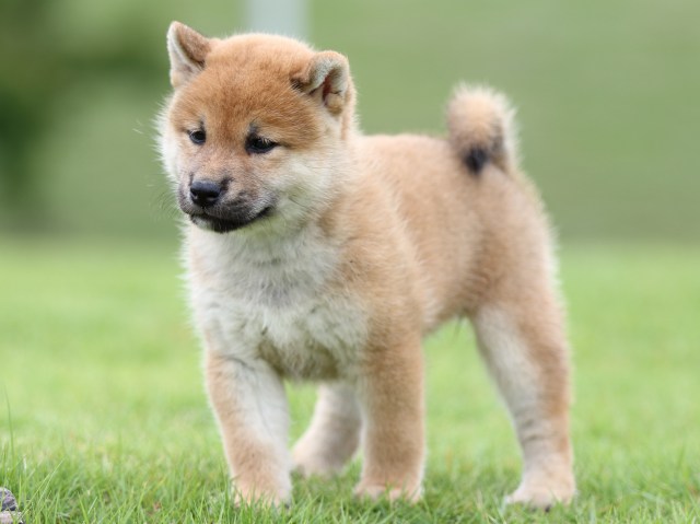 FP5A6752-puupy-shibainu FP5A6752-puupy-shibainu