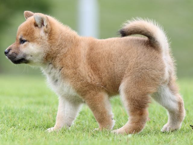 FP5A6776-puupy-shibainu FP5A6776-puupy-shibainu