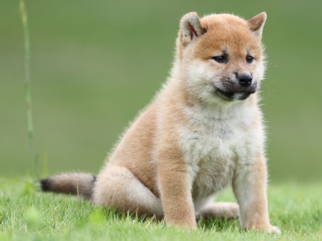 FP5A6787-puupy-shibainu FP5A6787-puupy-shibainu