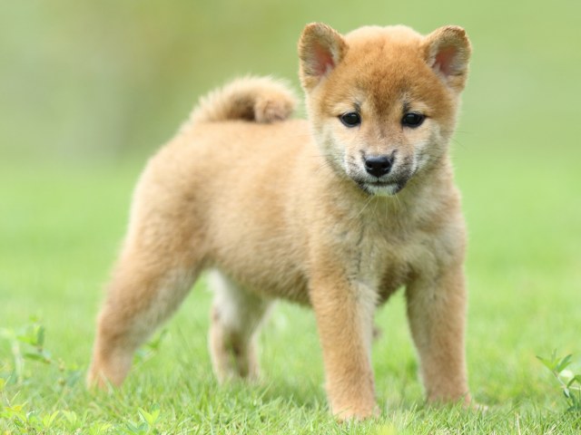 FP5A6828-puupy-shibainu FP5A6828-puupy-shibainu