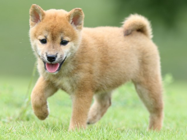 FP5A6852-puupy-shibainu FP5A6852-puupy-shibainu