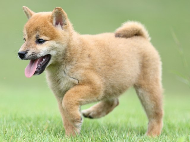 FP5A6866-puupy-shibainu FP5A6866-puupy-shibainu