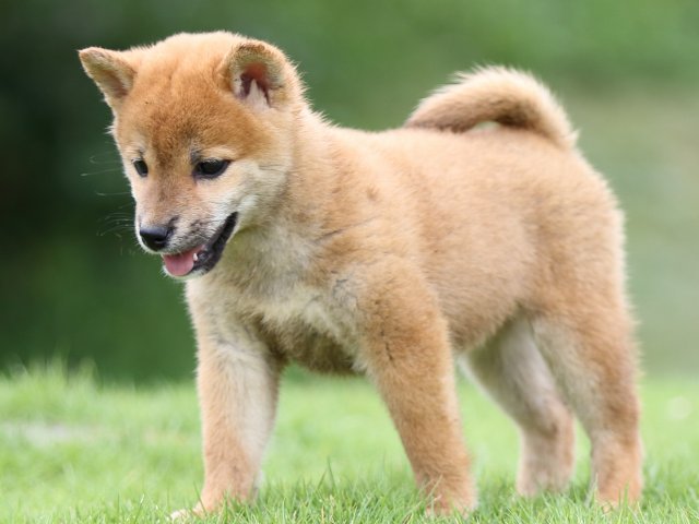 FP5A6880-puupy-shibainu FP5A6880-puupy-shibainu