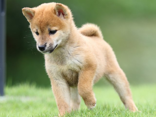 FP5A6885-puupy-shibainu FP5A6885-puupy-shibainu