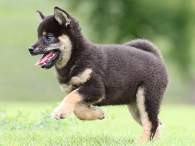 FP5A6900-puupy-shibainu FP5A6900-puupy-shibainu