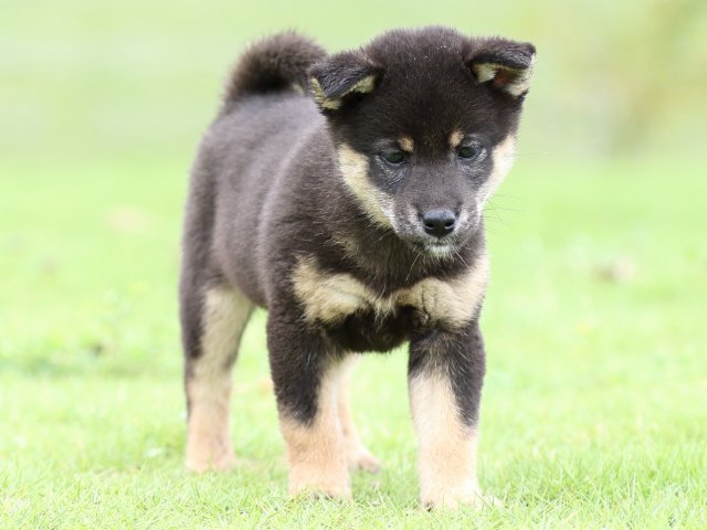 FP5A6945-puupy-shibainu FP5A6945-puupy-shibainu