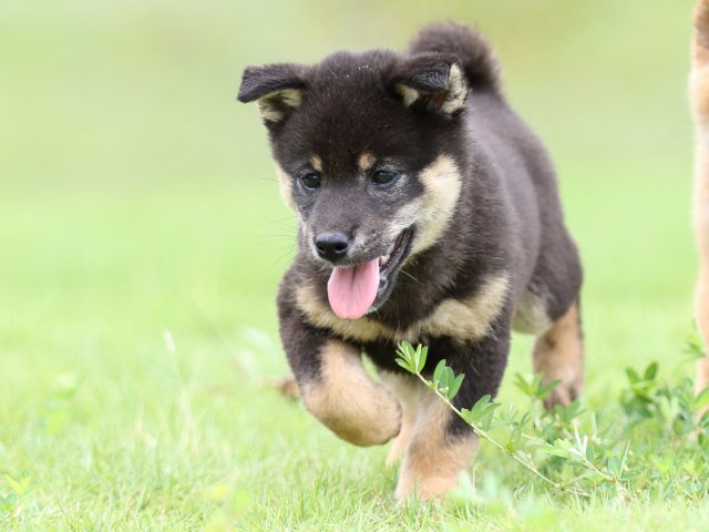 FP5A6957-puupy-shibainu FP5A6957-puupy-shibainu