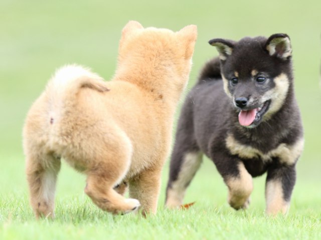FP5A6969-puupy-shibainu FP5A6969-puupy-shibainu