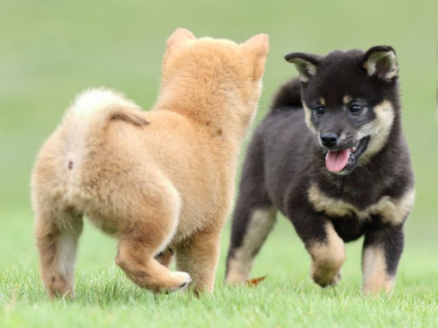 FP5A6969-shibainu FP5A6969-shibainu