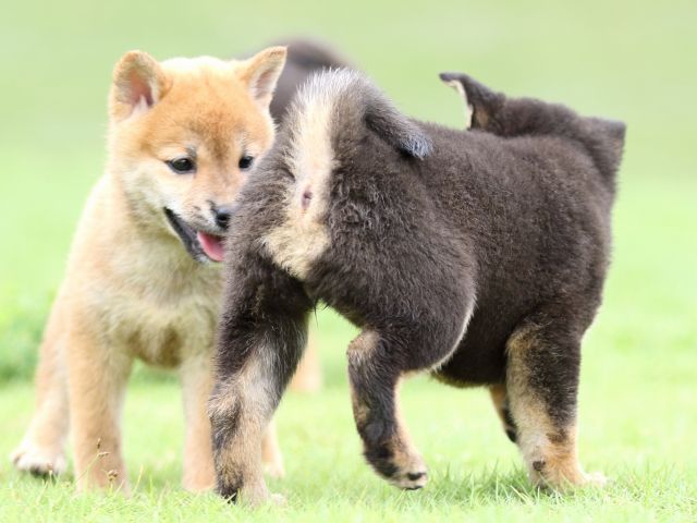 FP5A6984-puupy-shibainu FP5A6984-puupy-shibainu