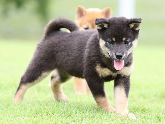 FP5A7038-puupy-shibainu FP5A7038-puupy-shibainu