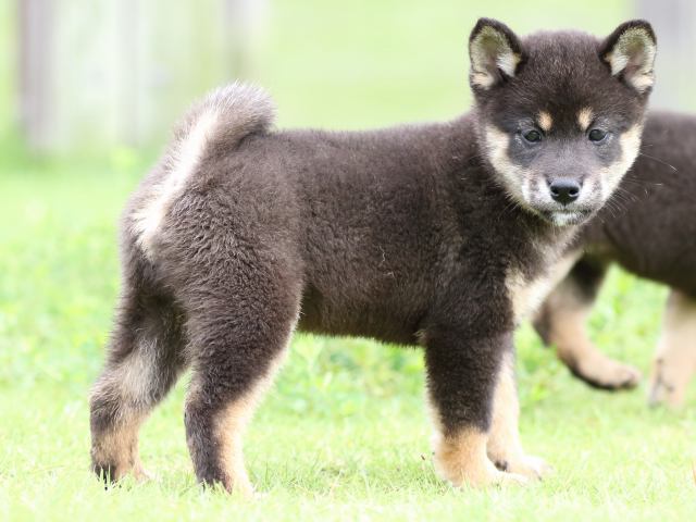 FP5A7121-puupy-shibainu FP5A7121-puupy-shibainu