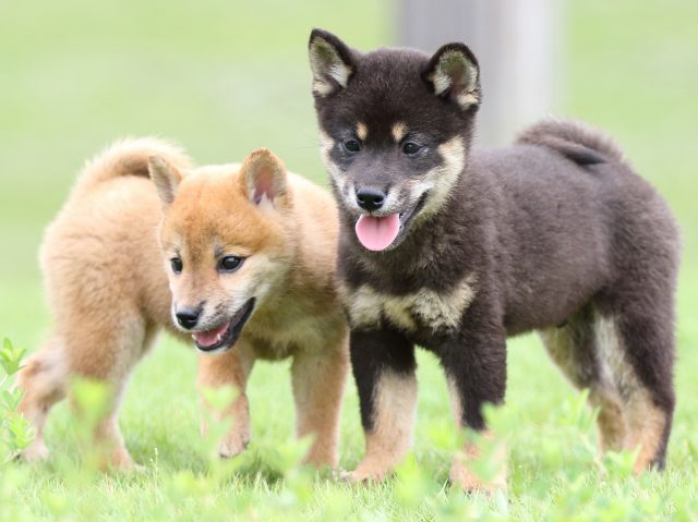 FP5A7126-puupy-shibainu FP5A7126-puupy-shibainu