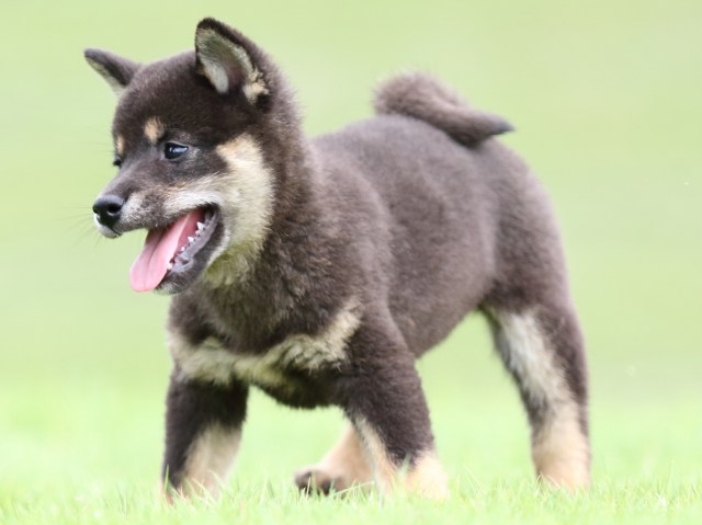 FP5A7145-puupy-shibainu FP5A7145-puupy-shibainu