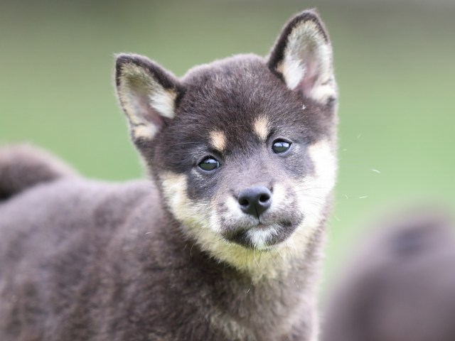 FP5A7174-puupy-shibainu FP5A7174-puupy-shibainu