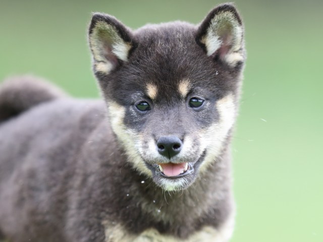 FP5A7175-puupy-shibainu FP5A7175-puupy-shibainu