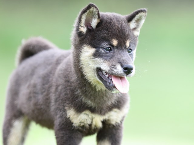 FP5A7183-puupy-shibainu FP5A7183-puupy-shibainu