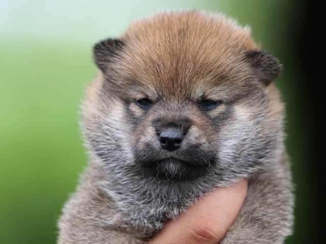 FP5A7206-puupy-shibainu FP5A7206-puupy-shibainu