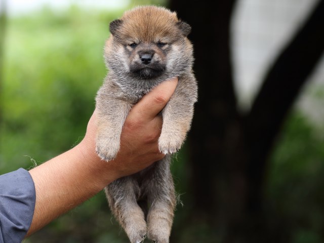 FP5A7209-puupy-shibainu FP5A7209-puupy-shibainu