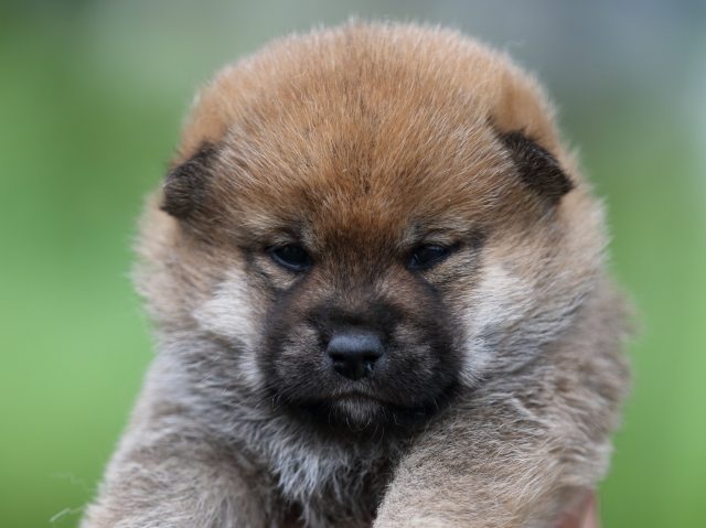 FP5A7217-puupy-shibainu FP5A7217-puupy-shibainu