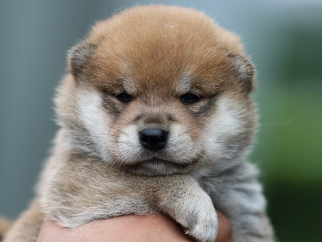 FP5A7235-puupy-shibainu FP5A7235-puupy-shibainu