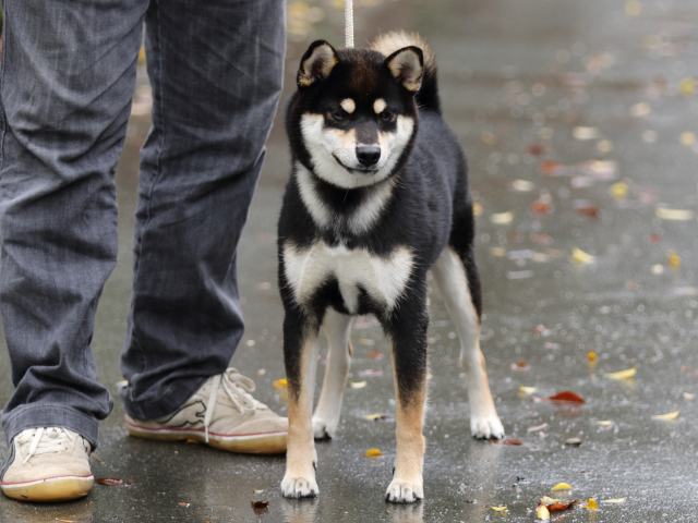 FP5A7312-puupy-shibainu FP5A7312-puupy-shibainu
