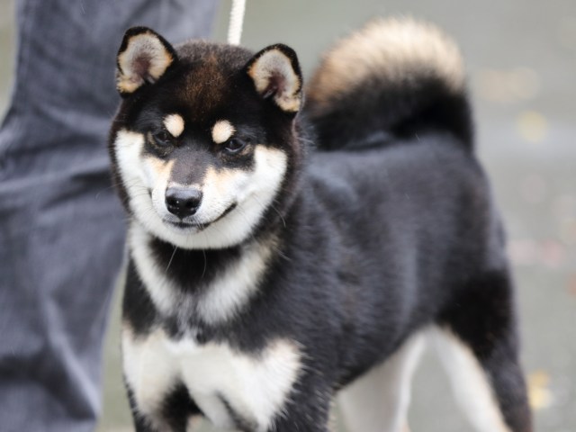 FP5A7322-puupy-shibainu FP5A7322-puupy-shibainu