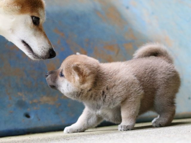 FP5A7382-puupy-shibainu FP5A7382-puupy-shibainu