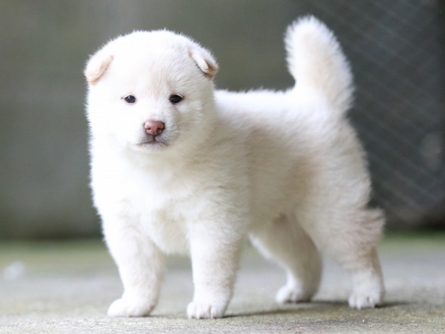 FP5A7424-puupy-shibainu FP5A7424-puupy-shibainu