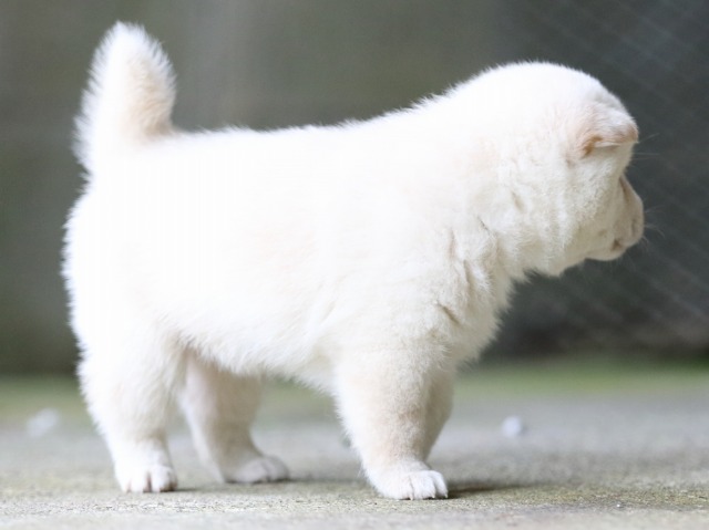FP5A7430-puupy-shibainu FP5A7430-puupy-shibainu