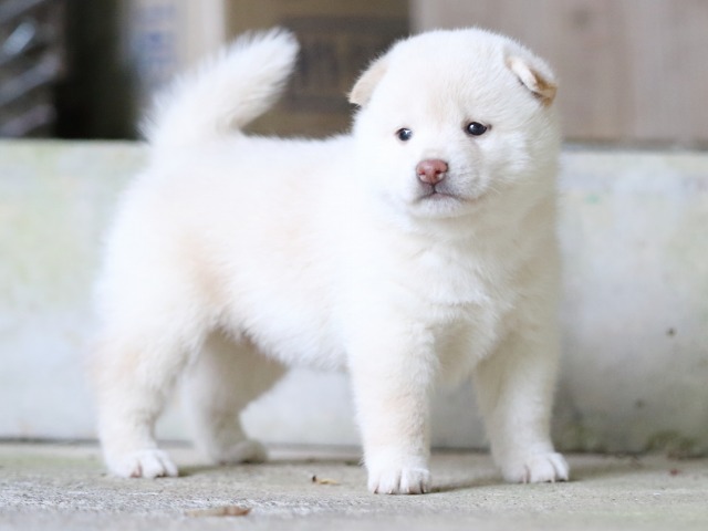 FP5A7436-puupy-shibainu FP5A7436-puupy-shibainu