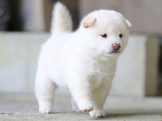 FP5A7448-puupy-shibainu FP5A7448-puupy-shibainu