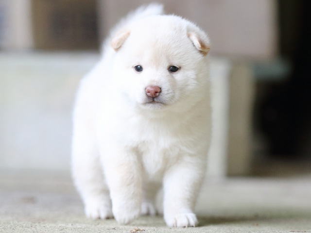FP5A7452-puupy-shibainu FP5A7452-puupy-shibainu