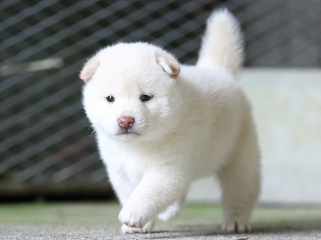FP5A7475-puupy-shibainu FP5A7475-puupy-shibainu