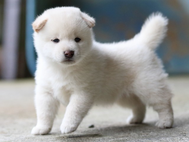 FP5A7513-puupy-shibainu FP5A7513-puupy-shibainu