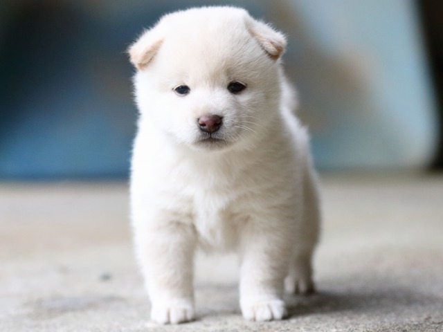 FP5A7523-puupy-shibainu FP5A7523-puupy-shibainu
