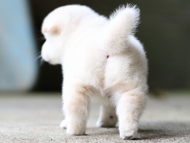 FP5A7530-puupy-shibainu FP5A7530-puupy-shibainu