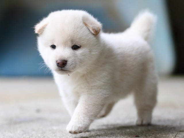 FP5A7537-puupy-shibainu FP5A7537-puupy-shibainu
