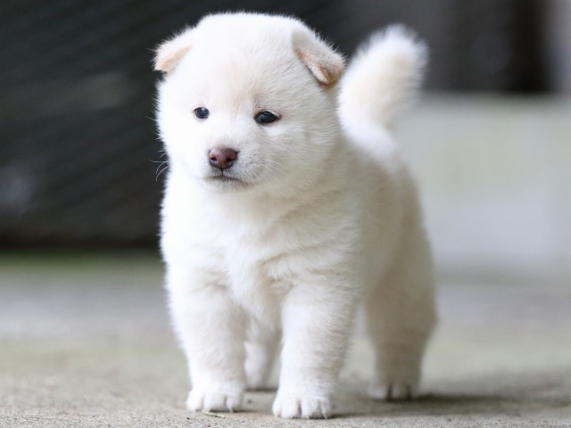 FP5A7558-puupy-shibainu FP5A7558-puupy-shibainu