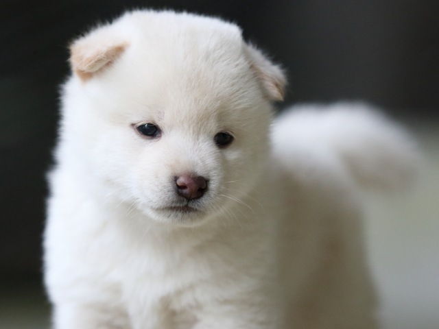 FP5A7573-puupy-shibainu FP5A7573-puupy-shibainu