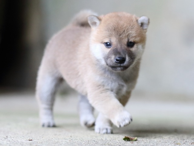 FP5A7611-puupy-shibainu FP5A7611-puupy-shibainu